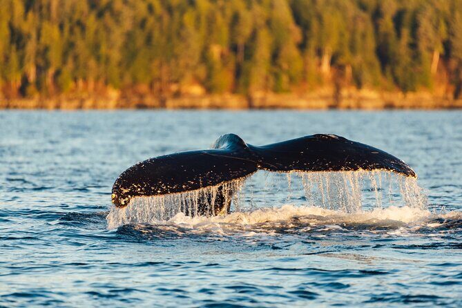 Experience Local Marine Wildlife Tour - The Itinerary: What to Expect on Your Marine Wildlife Adventure