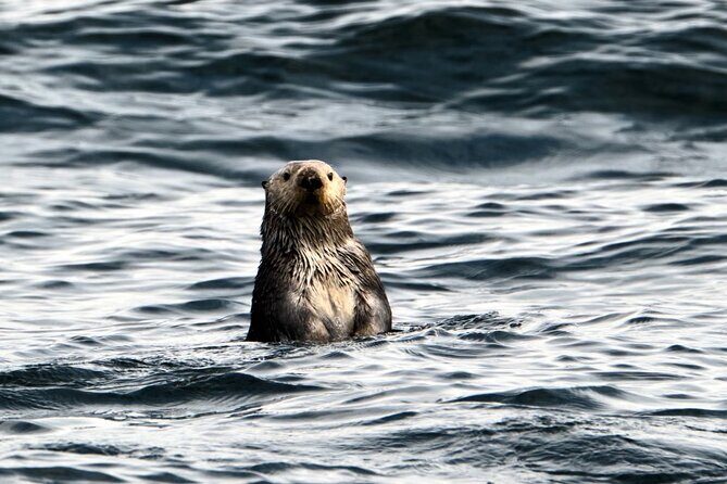 Experience Local Marine Wildlife Tour - Authentic Encounters: What Past Guests Say