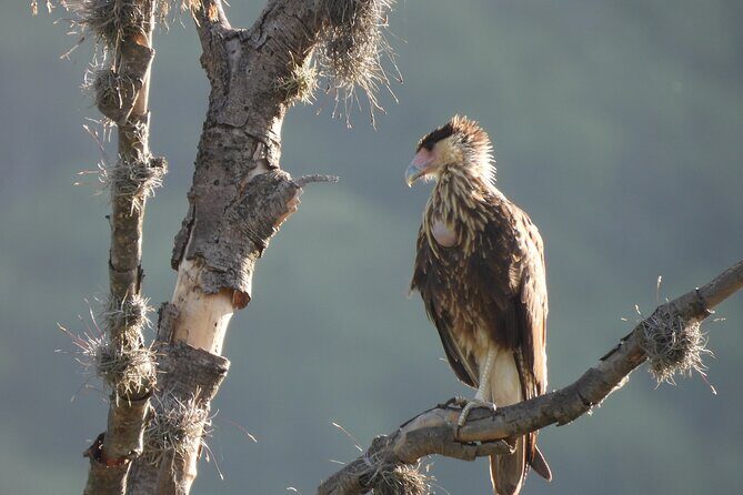 Experience Oaxaca Birdwatching at Dawn - Key Points