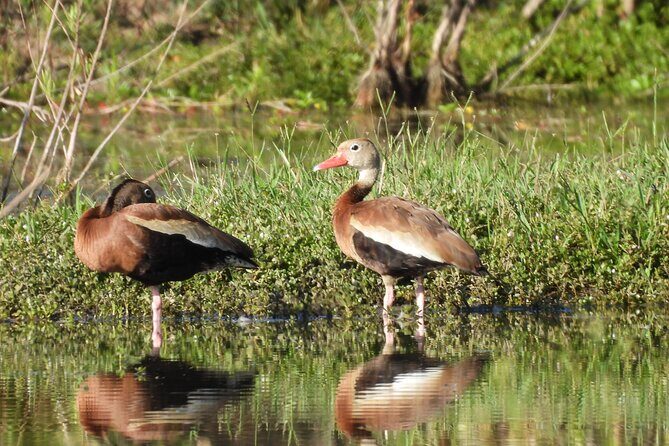 Experience Oaxaca Birdwatching at Dawn - The Sum Up