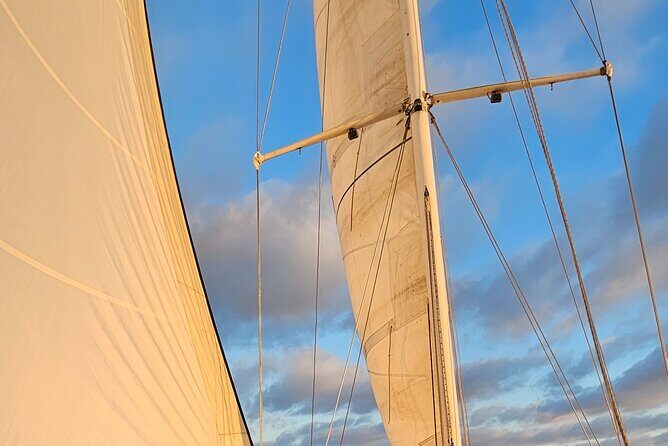 Experience Oceanside Sailing with Whales and dolphins! - In-Depth Look at the Experience
