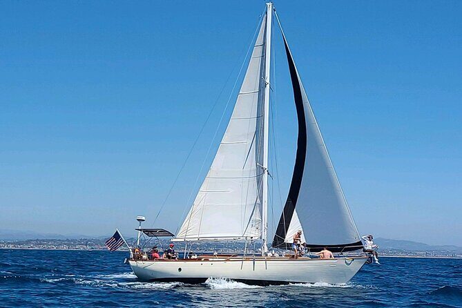 Experience Oceanside Sailing with Whales and dolphins! - The Sum Up