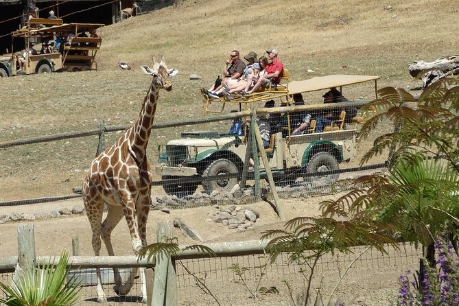Experience our redwoods and wild Safari outdoor adventure - An In-Depth Look at the Safari Adventure