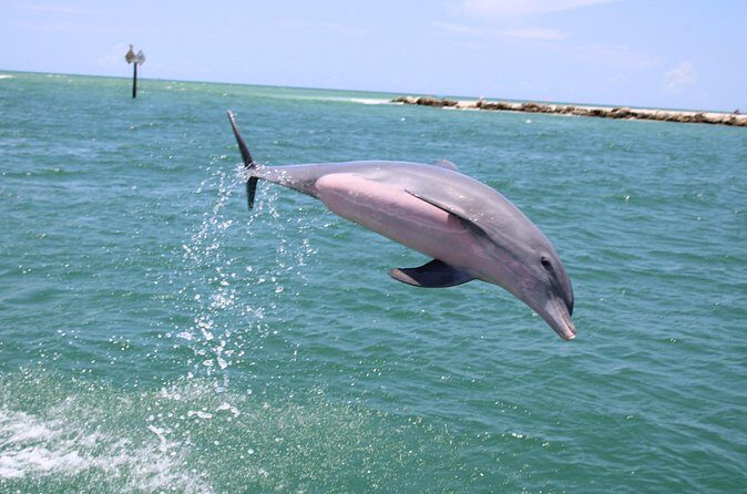 Experience Parasailing in Sarasota - Frequently Asked Questions