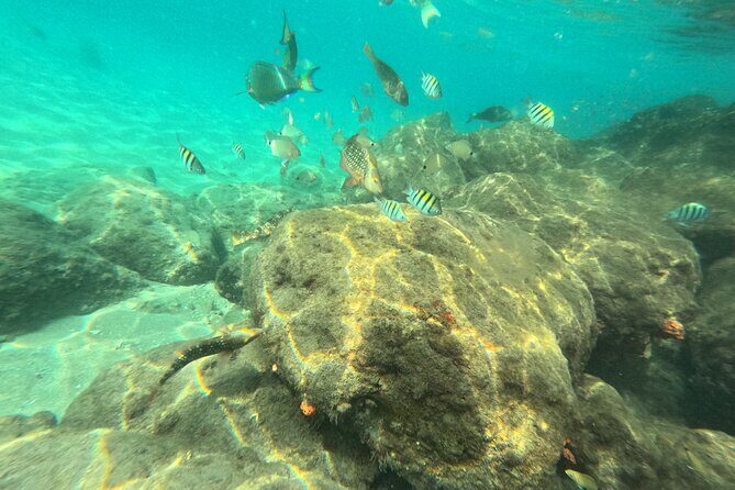 Experience Peanut Island Adventures with Go Pro - Analyzing the Cost and Value