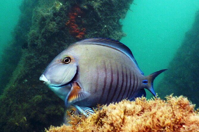 Experience Peanut Island Adventures with Go Pro - Practicalities and Tips