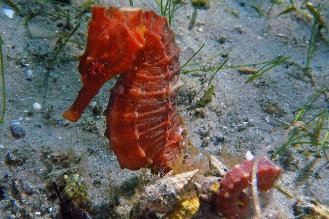 Experience Peanut Island Adventures with Go Pro - Final Thoughts