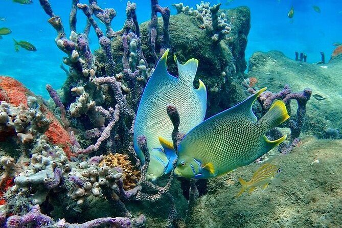 Experience Peanut Island Adventures with Go Pro - FAQ