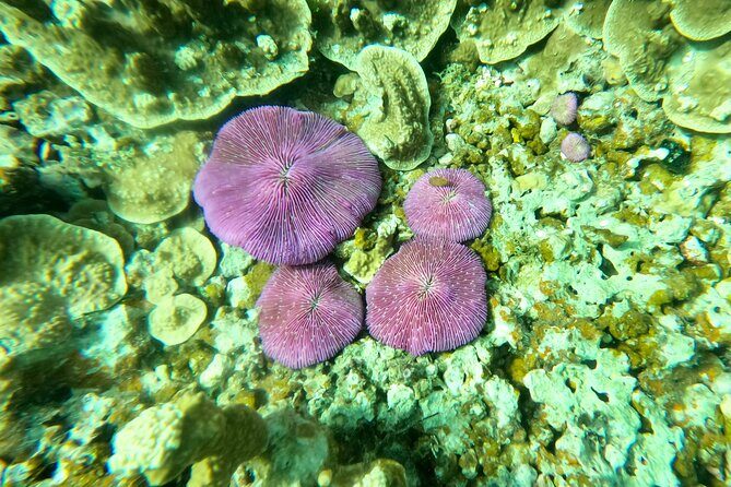 Experience Scuba Diving - No Certification Needed! - FAQs