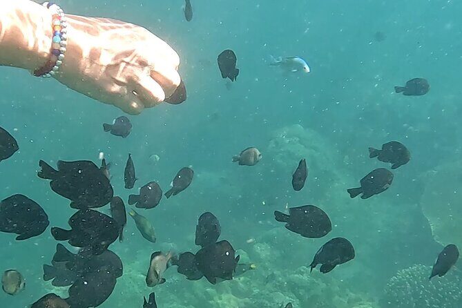 Experience Snorkeling in Sanur - What You’ll See and Experience