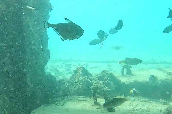 Experience Snorkeling in Sanur - Photography and Memories