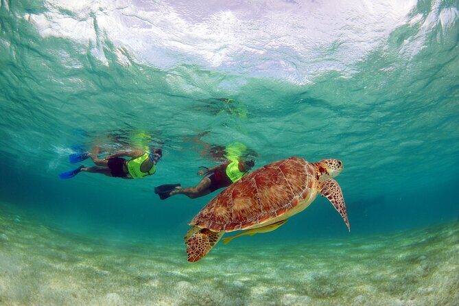 EXPERIENCE SWIMMING with the TURTLES and Discover the amazing Tulum Ruins tours. - Final Thoughts: Is It Worth It?