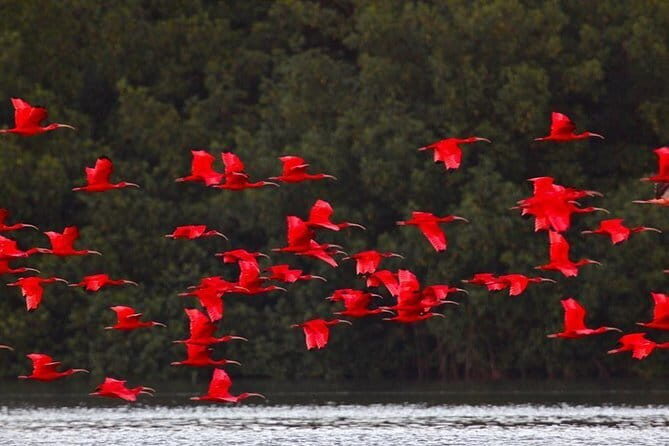Experience the Indian Culture and the Caroni Swamp - FAQs