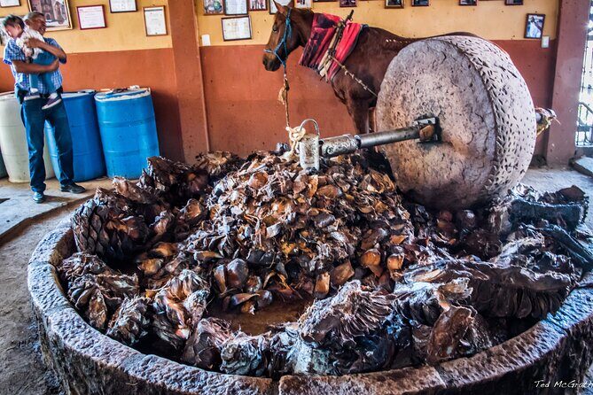 Experience the Mezcal Tour in Oaxaca - Final Thoughts: Who Should Consider This Tour?