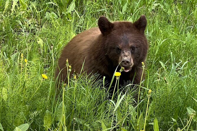 Experience the Yukon and Suspension Bridge - The Value of the Experience