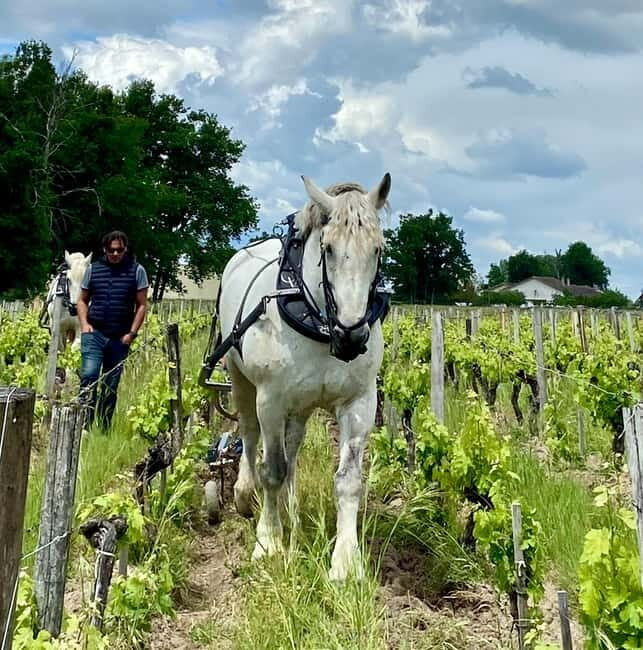 Exploration Oenologique au Château Labrie St Emilion GC - Key Points
