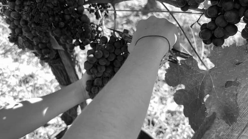 Exploration Oenologique au Château Labrie St Emilion GC - Why This Tour Fits into Your Bordeaux Experience