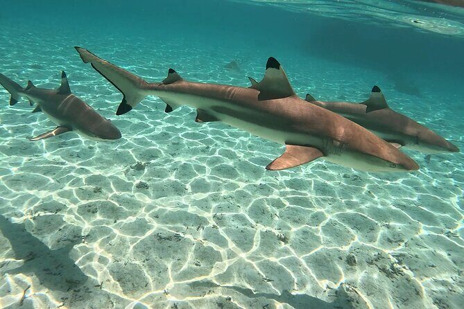 Exploration, Taha'a Lagoon Tour by Private Boat - An Overview of the Tour Experience
