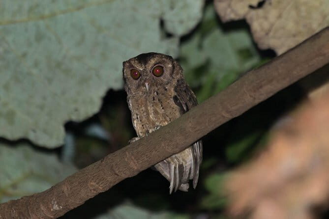 Explore a Rainforest teeming with Wildlife at Night! - An In-Depth Look at the Night Wildlife Tour