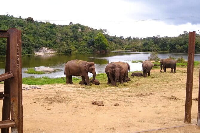 Explore Bangalores Wild Side  A Memorable Bannerghatta Safari! - Detailed Review of the Bannerghatta Safari Experience