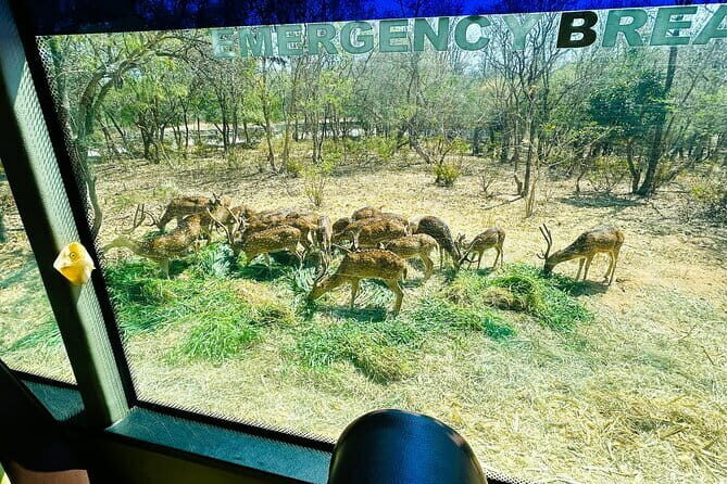 Explore Bangalores Wild Side  A Memorable Bannerghatta Safari! - Final Thoughts