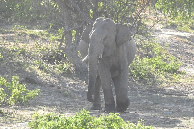 Explore Beauty Of Yala (Ruhuna) National Park From South Coast in One Day. - Why Choose This Tour?