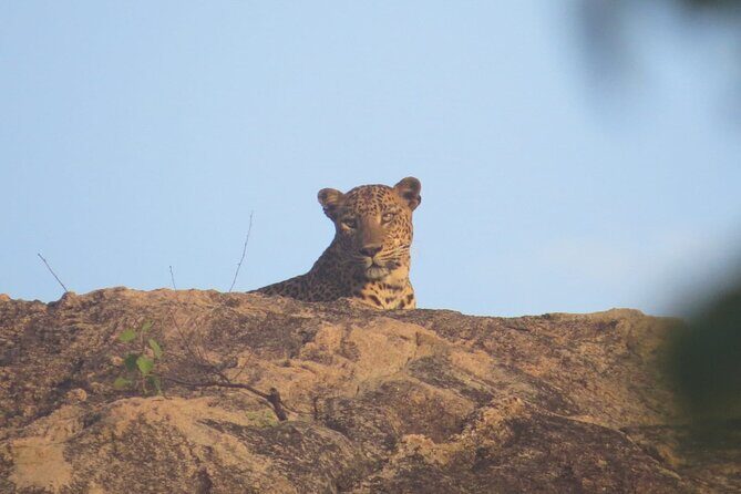 Explore Beauty Of Yala (Ruhuna) National Park From South Coast in One Day. - Who Is This Tour Best For?