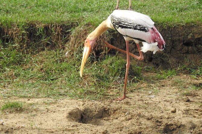 Explore Beauty Of Yala (Ruhuna) National Park From South Coast in One Day. - Final Thoughts