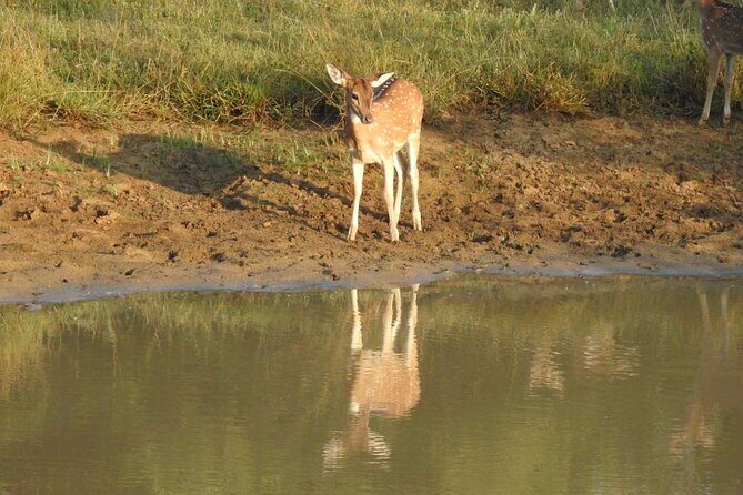 Explore Beauty Of Yala (Ruhuna) National Park From South Coast in One Day. - Frequently Asked Questions