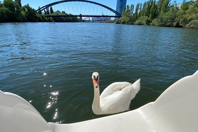Explore Bird & Marine Wildlife private Boat Tour in English - Exploring Frankfurt from the Water: An Authentic Perspective