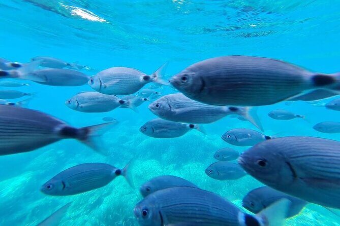 Explore Cap Norfeu and the Secret Cave: An Underwater World - An In-Depth Look at the Tour Experience