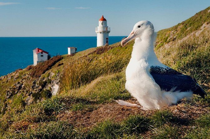 Explore Dunedin: Self-Guided Audio Tour Adventure - FAQ