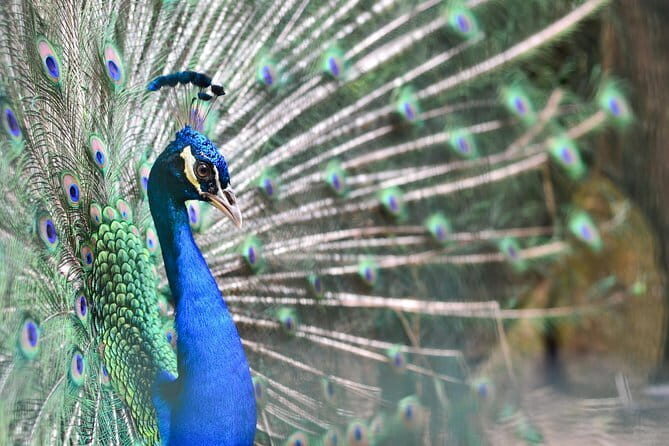 Explore Georgetown City & Wildlife Tour with Penang Bird Park - An In-Depth Look at the Tour