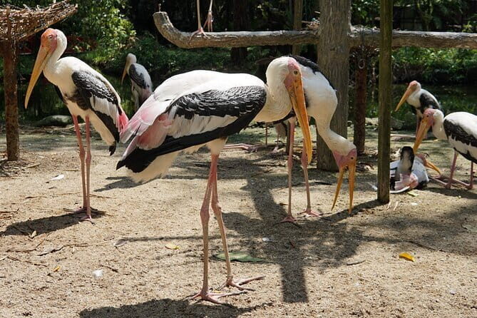 Explore Georgetown City & Wildlife Tour with Penang Bird Park - Practical Notes and What to Expect