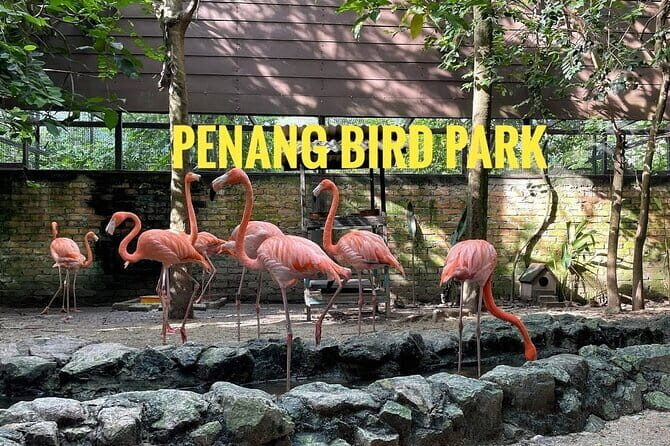 Explore Georgetown City & Wildlife Tour with Penang Bird Park - Who Should Consider This Tour?