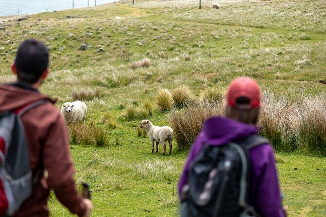 Explore Godley Head, Lyttelton & Christchurch (Small Group Tour) - FAQ