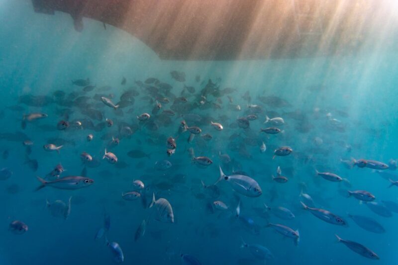 Explore Gran Canaria: Boat Tour with Wine & Food Tasting - FAQ