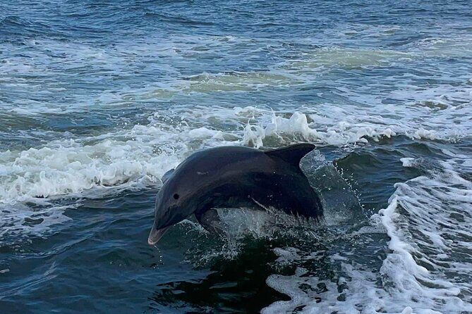 Explore Hidden Islands and Dolphins Jet Ski Adventure - The Sum Up