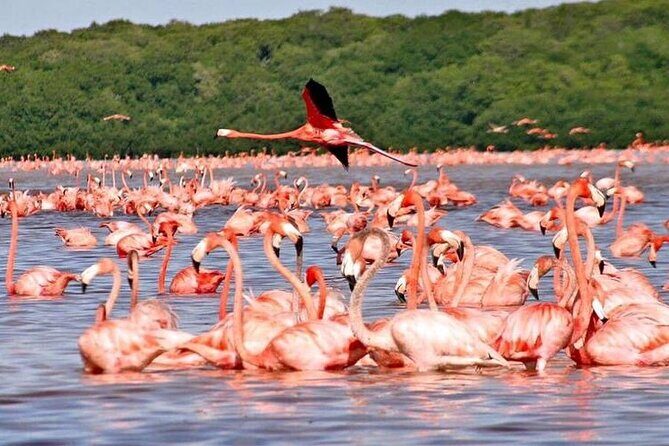 Explore Las Coloradas & Rio Lagartos from Riviera Maya - Final Thoughts