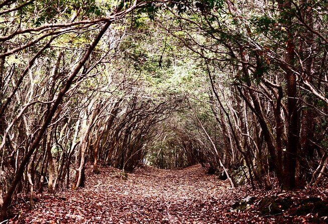 Explore Mt. Fuji Ice Cave in Aokigahara Forest - Exploring the Mt. Fuji Ice Cave in Aokigahara Forest: A Truly Unique Adventure