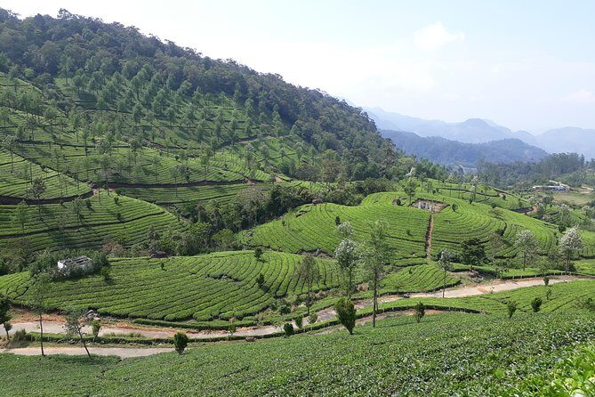 Explore Munnar Day Trip From Cochin ( By Munnar Info) - Final Thoughts
