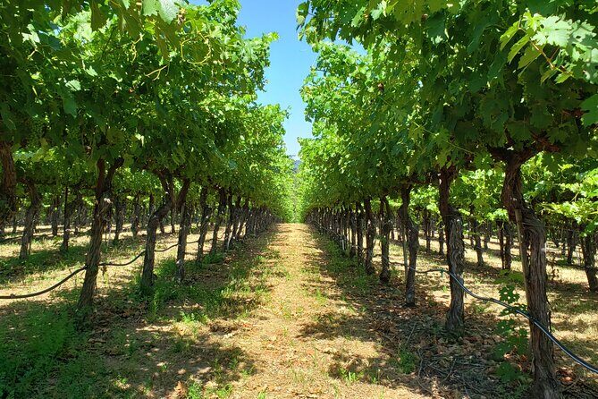 Explore Napa or Sonoma County Vineyards (Based on your reference) - 8 Hour Tour - An In-Depth Look at the 8-Hour Wine Country Tour