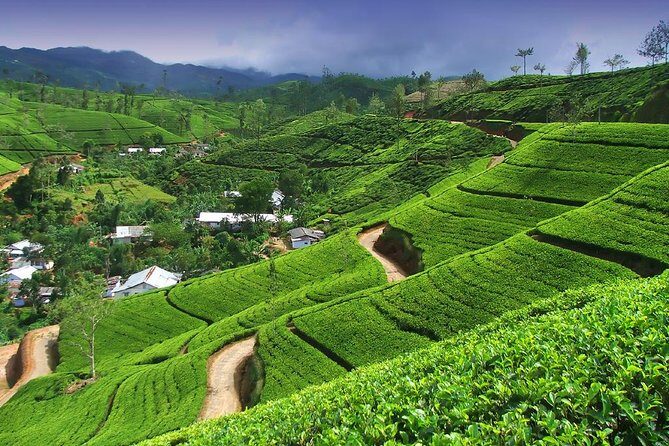 Explore Nuwara Eliya | Experience the Best Tea in the World - What’s Included & What’s Not?