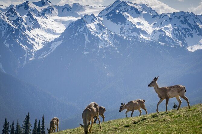 Explore Olympic National Park from Seattle through Van /Ferry - The Practicalities: What’s Included and What to Consider