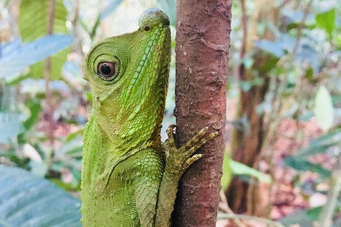 Explore Singharaja Forest Reserve (mirissa/weligama & Galle) - Final Thoughts: Is It Worth It?