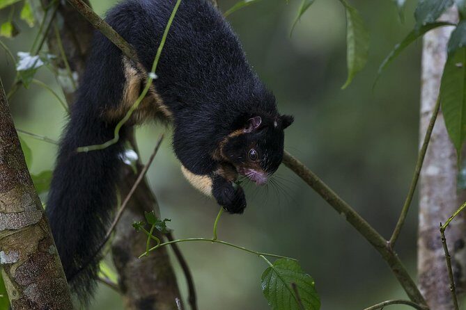 'Explore Sinharaja' rainforest - Discovery Tour (half day) - Lunch & Relaxation
