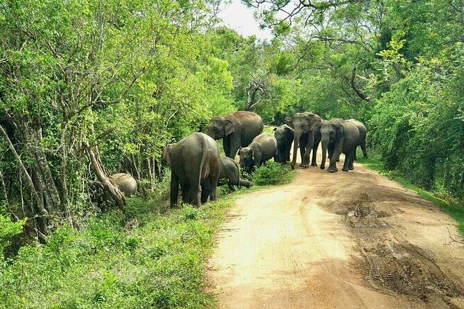 Explore Sri Lanka (self- arranged accommodation) - Who Is This Tour Best For?