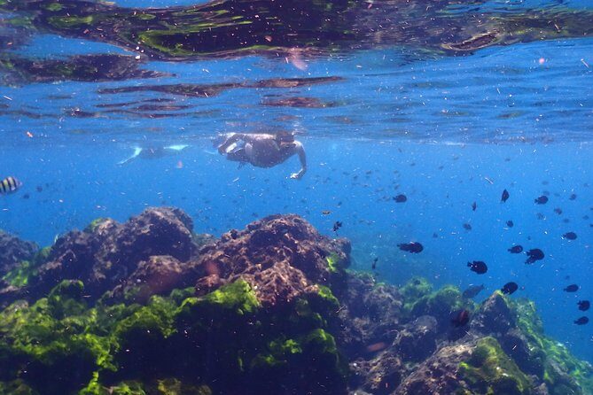 Explore Surin Islands: Ultimate Snorkeling Day Trip from Phuket - Travel Experience & Practical Tips