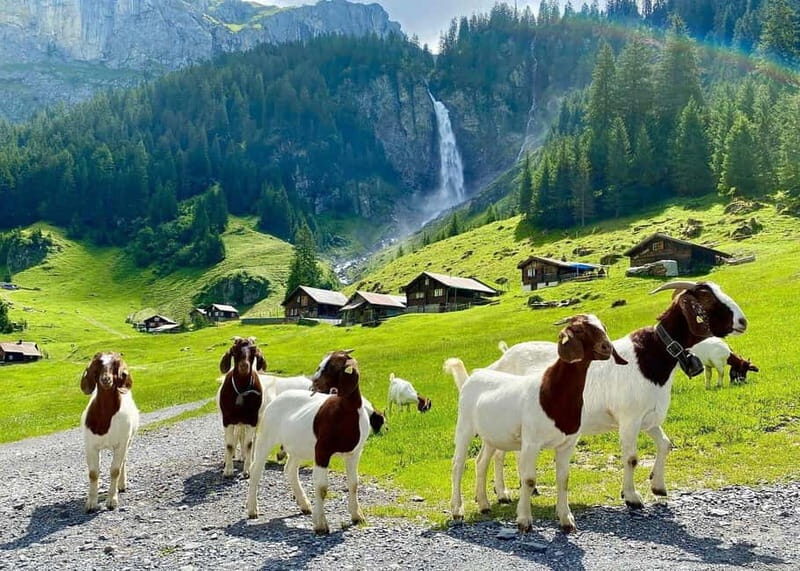Explore Swiss Villages: Interlaken-Grindelwald(Private Tour) - Transportation and timing