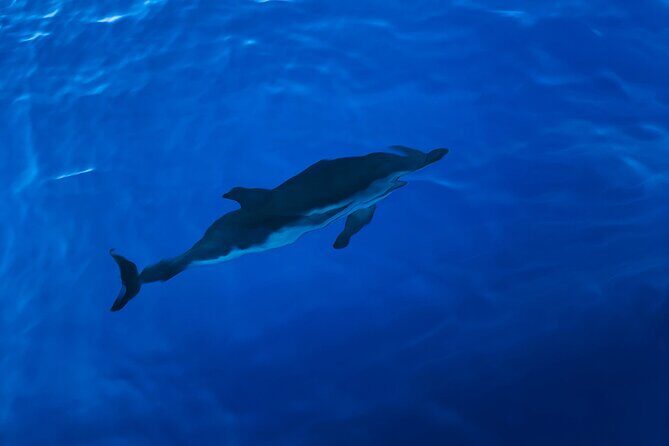 Explore the Beautifull seaside of Formentera. Incl cava, drinks, snacks, .. - Who Will Love This Tour?